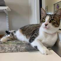 Thumbnail photo of Cupcake #2