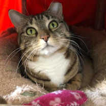 Thumbnail photo of Hermione #3