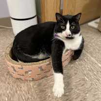 Thumbnail photo of Cameron #4