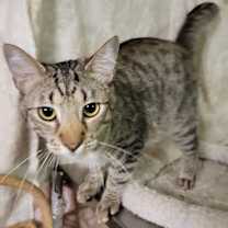 Thumbnail photo of Gravy #2