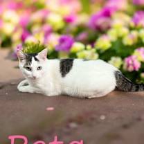 Thumbnail photo of Peta #2