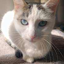 Thumbnail photo of Peta #4
