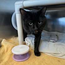 Thumbnail photo of Makkuro #1