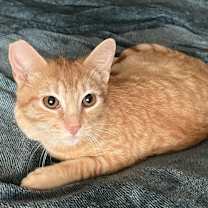 Thumbnail photo of Nemo #1