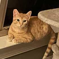 Thumbnail photo of Nemo #2