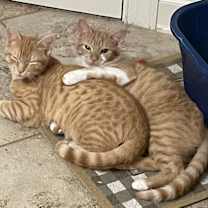 Thumbnail photo of Nemo #3