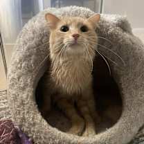 Thumbnail photo of Shrimp #2