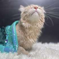 Thumbnail photo of Shrimp #3