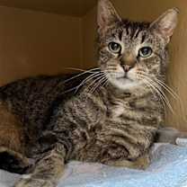 Thumbnail photo of Lous *FEE WAIVED* #3
