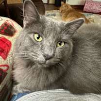 Thumbnail photo of Izzy #1