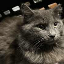 Thumbnail photo of Izzy #2