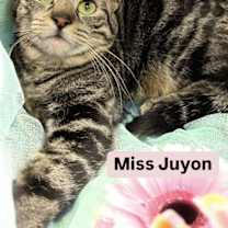Thumbnail photo of Miss Juyon at Martinez Pet Food Express  June 14 #1