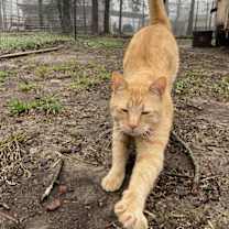 Thumbnail photo of Titus Red #2