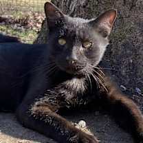 Thumbnail photo of Gunner #1