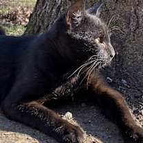 Thumbnail photo of Gunner #2