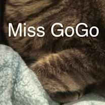 Thumbnail photo of Miss GoGo at Martinez Pet Food Express  Jan 3rd #2