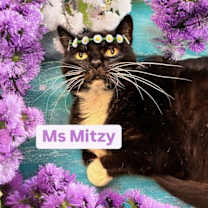 Thumbnail photo of Ms Mitzy at Martinez Pet Food Express   May 24th #1