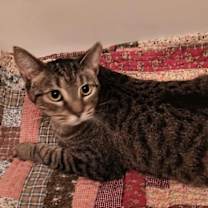 Thumbnail photo of Tawny #1