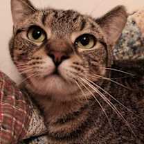 Thumbnail photo of Tawny #2