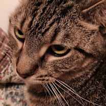 Thumbnail photo of Tawny #3