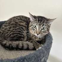 Thumbnail photo of Barnacle #2