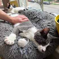 Thumbnail photo of Socks #2