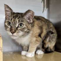 Thumbnail photo of Demeter #1