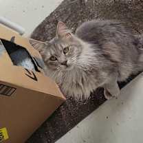 Thumbnail photo of Raye Raye #3