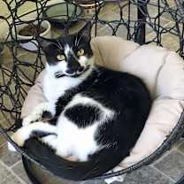 Thumbnail photo of Licorice #4