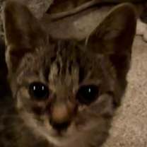 Thumbnail photo of Juno (Green) #1