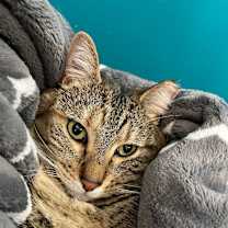 Thumbnail photo of Tippy #2