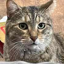 Thumbnail photo of Tippy #3