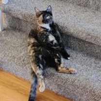 Thumbnail photo of Mamma #1