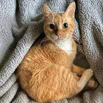 Thumbnail photo of Bella (lap cat) #2