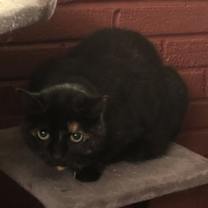 Thumbnail photo of Midnight #3
