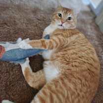 Thumbnail photo of Buddy #2