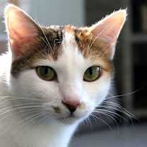 Thumbnail photo of Bella La Roux #2