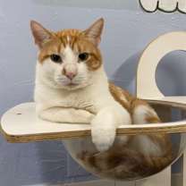 Thumbnail photo of Clyde #1