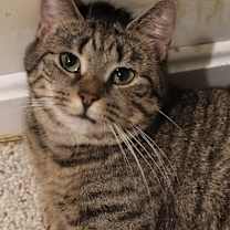 Thumbnail photo of Willow #1