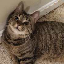 Thumbnail photo of Willow #2