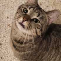 Thumbnail photo of Willow #3