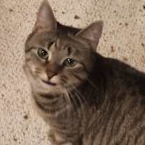 Thumbnail photo of Willow #4