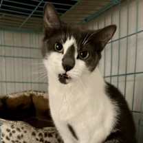 Thumbnail photo of Riley - *CRITICAL* NEEDS IMMED FOSTER #1