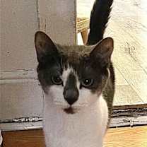 Thumbnail photo of Riley - *CRITICAL* NEEDS IMMED FOSTER #2
