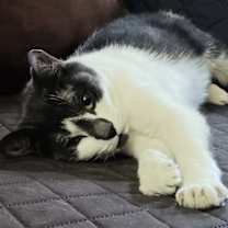 Thumbnail photo of Riley - *CRITICAL* NEEDS IMMED FOSTER #3