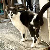Thumbnail photo of Riley - *CRITICAL* NEEDS IMMED FOSTER #4