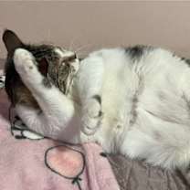 Thumbnail photo of Dolly #3