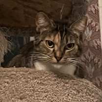 Thumbnail photo of Daisy #2