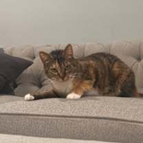 Thumbnail photo of Daisy #3