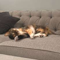 Thumbnail photo of Daisy #4